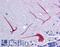 BTG3 Associated Nuclear Protein antibody, LS-B5339, Lifespan Biosciences, Immunohistochemistry frozen image 