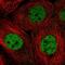 RNA Binding Motif Protein 7 antibody, NBP2-38570, Novus Biologicals, Immunofluorescence image 