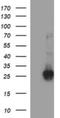 ChaC Glutathione Specific Gamma-Glutamylcyclotransferase 1 antibody, NBP2-46273, Novus Biologicals, Western Blot image 