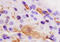 Integrin Subunit Alpha 3 antibody, 251428, Abbiotec, Immunohistochemistry paraffin image 
