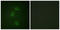 Death Associated Protein Kinase 2 antibody, LS-C198870, Lifespan Biosciences, Immunofluorescence image 