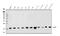 GABA Type A Receptor-Associated Protein antibody, A01907-2, Boster Biological Technology, Western Blot image 