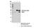 Cytosolic Iron-Sulfur Assembly Component 1 antibody, 81376S, Cell Signaling Technology, Immunoprecipitation image 