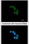 Syntaxin Binding Protein 2 antibody, PA5-21475, Invitrogen Antibodies, Immunofluorescence image 