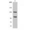 Notch Receptor 2 antibody, LS-C380511, Lifespan Biosciences, Western Blot image 