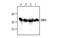 TNF Superfamily Member 12 antibody, MBS837773, MyBioSource, Western Blot image 