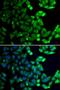 Receptor-associated protein 80 antibody, LS-C346307, Lifespan Biosciences, Immunofluorescence image 