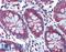 6-Phosphogluconolactonase antibody, LS-B4026, Lifespan Biosciences, Immunohistochemistry paraffin image 
