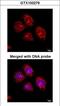 Flotillin 2 antibody, LS-C185355, Lifespan Biosciences, Immunocytochemistry image 
