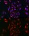 RAB5A, Member RAS Oncogene Family antibody, GTX35207, GeneTex, Immunofluorescence image 