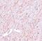 GATA Binding Protein 3 antibody, PA5-20892, Invitrogen Antibodies, Immunohistochemistry frozen image 