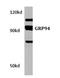 Heat Shock Protein 90 Beta Family Member 1 antibody, AP06150PU-N, Origene, Western Blot image 