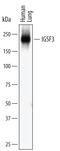 Immunoglobulin Superfamily Member 3 antibody, MAB4788, R&D Systems, Western Blot image 