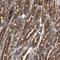 Isoleucyl-TRNA Synthetase 2, Mitochondrial antibody, NBP1-84639, Novus Biologicals, Immunohistochemistry frozen image 