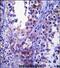 Stromal Cell Derived Factor 2 Like 1 antibody, PA5-71817, Invitrogen Antibodies, Immunohistochemistry paraffin image 