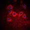 Keratin 10 antibody, orb214167, Biorbyt, Immunocytochemistry image 