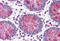 Aspartyl-TRNA Synthetase antibody, MBS245891, MyBioSource, Immunohistochemistry frozen image 