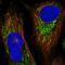 Isoleucyl-TRNA Synthetase 2, Mitochondrial antibody, PA5-55117, Invitrogen Antibodies, Immunofluorescence image 