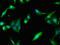 Poly(A) Binding Protein Interacting Protein 2 antibody, CSB-PA859027LA01HU, Cusabio, Immunofluorescence image 