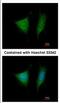 Eukaryotic Translation Initiation Factor 3 Subunit I antibody, NBP2-16300, Novus Biologicals, Immunocytochemistry image 