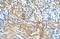 Chromatin Assembly Factor 1 Subunit B antibody, 30-122, ProSci, Immunohistochemistry paraffin image 