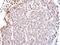 TEA Domain Transcription Factor 4 antibody, PA5-21977, Invitrogen Antibodies, Immunohistochemistry frozen image 