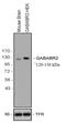 Gamma-Aminobutyric Acid Type B Receptor Subunit 2 antibody, 702625, Invitrogen Antibodies, Western Blot image 