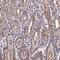 FAST Kinase Domains 3 antibody, HPA068525, Atlas Antibodies, Immunohistochemistry frozen image 