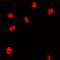 Homeobox A11 antibody, orb214047, Biorbyt, Immunofluorescence image 