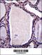 Neutral Sphingomyelinase Activation Associated Factor antibody, 57-140, ProSci, Immunohistochemistry paraffin image 