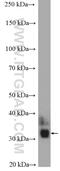 Potassium Voltage-Gated Channel Interacting Protein 3 antibody, 12032-1-AP, Proteintech Group, Western Blot image 