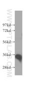 Growth Arrest Specific 2 antibody, 11941-2-AP, Proteintech Group, Western Blot image 