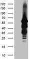 Inosine Monophosphate Dehydrogenase 2 antibody, TA810973S, Origene, Western Blot image 