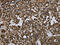 Glyoxalase I antibody, CSB-PA829442, Cusabio, Immunohistochemistry frozen image 