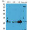 Apelin antibody, STJ96528, St John