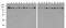 Vinculin antibody, A01207-Biotin, Boster Biological Technology, Western Blot image 