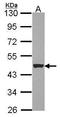 Keratin 15 antibody, GTX114517, GeneTex, Western Blot image 