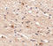 Aryl Hydrocarbon Receptor Interacting Protein Like 1 antibody, A05356, Boster Biological Technology, Immunohistochemistry frozen image 