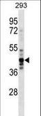 Nuclear Distribution C, Dynein Complex Regulator antibody, LS-C163050, Lifespan Biosciences, Western Blot image 