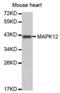 Mitogen-activated protein kinase 12 antibody, abx000762, Abbexa, Western Blot image 