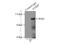 ATR-interacting protein antibody, 11327-1-AP, Proteintech Group, Immunoprecipitation image 