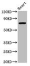 NLR Family Pyrin Domain Containing 10 antibody, CSB-PA773044LA01HU, Cusabio, Western Blot image 