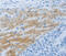 NPHS1 Adhesion Molecule, Nephrin antibody, MBS2523819, MyBioSource, Immunohistochemistry frozen image 