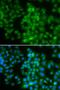 Smoothelin antibody, orb373467, Biorbyt, Immunofluorescence image 