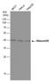 Ribonuclease H2 Subunit B antibody, NBP2-43774, Novus Biologicals, Western Blot image 