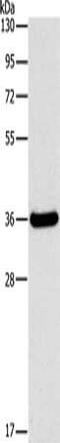 Fibrinogen Like 1 antibody, CSB-PA106672, Cusabio, Western Blot image 