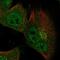 Nudix Hydrolase 18 antibody, PA5-55906, Invitrogen Antibodies, Immunofluorescence image 