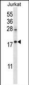 Keratin Associated Protein 25-1 antibody, PA5-71684, Invitrogen Antibodies, Western Blot image 