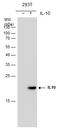 Interleukin 10 antibody, GTX632359, GeneTex, Western Blot image 