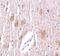 Tripartite Motif Containing 5 antibody, NBP1-76603, Novus Biologicals, Immunohistochemistry frozen image 